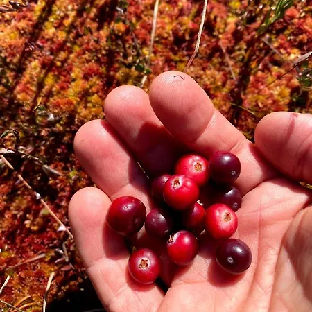 Uuejaerve House At Korvemaa Forest *