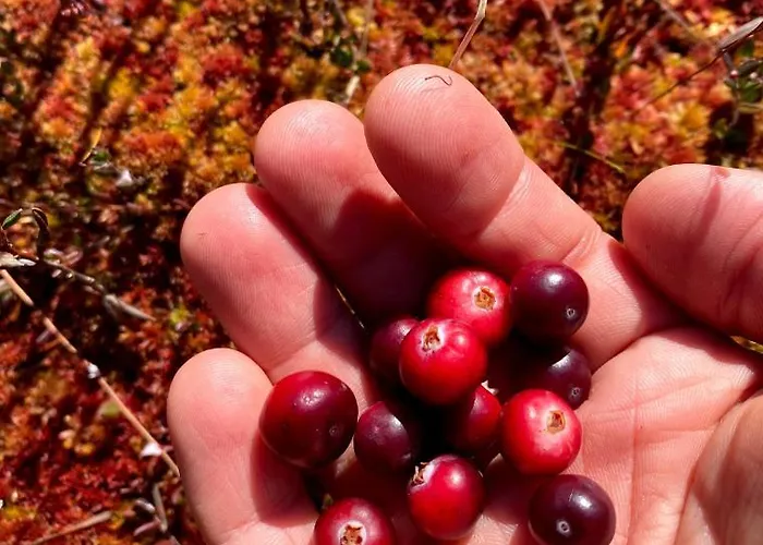 Uuejaerve House At Korvemaa Forest *